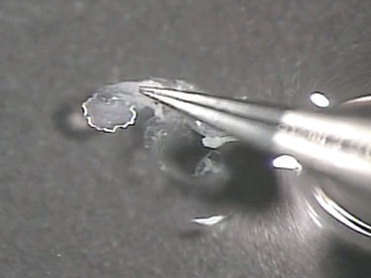 Patch Clamp Recordings in Inner Ear Hair Cells Isolated from Zebrafish
