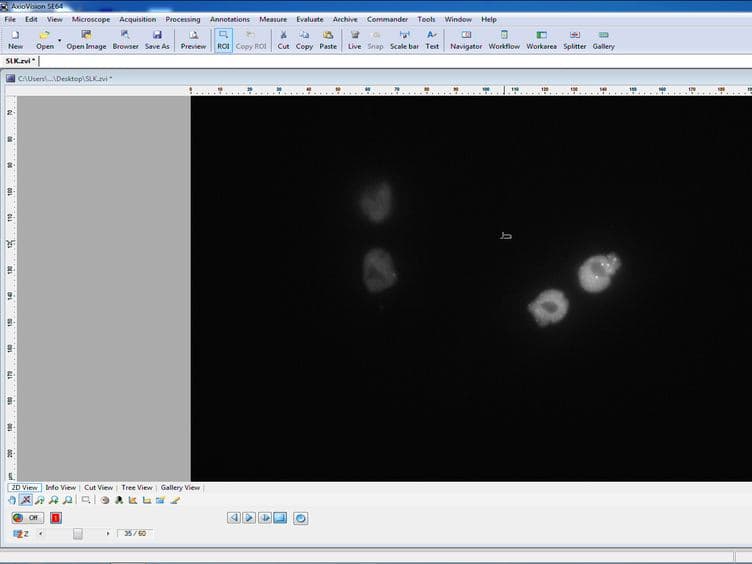 Monitoring Plasmid Replication in Live Mammalian Cells over Multiple Generations by Fluorescence Microscopy