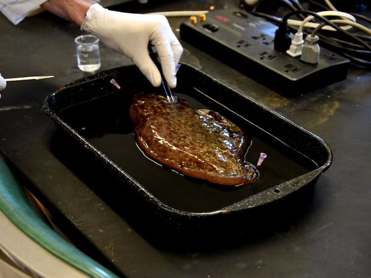 An <em>In Vitro</em> Preparation for Eliciting and Recording Feeding Motor Programs with Physiological Movements in <em>Aplysia californica</em>