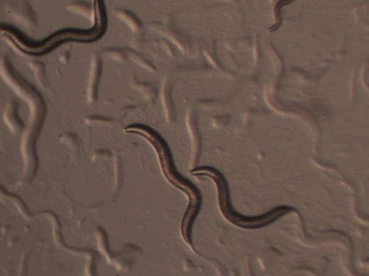 Using RNA-mediated Interference Feeding Strategy to Screen for Genes Involved in Body Size Regulation in the Nematode <em>C. elegans</em>