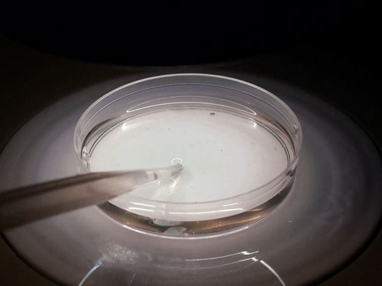 Dissection, Culture, and Analysis of <em>Xenopus laevis</em> Embryonic Retinal Tissue