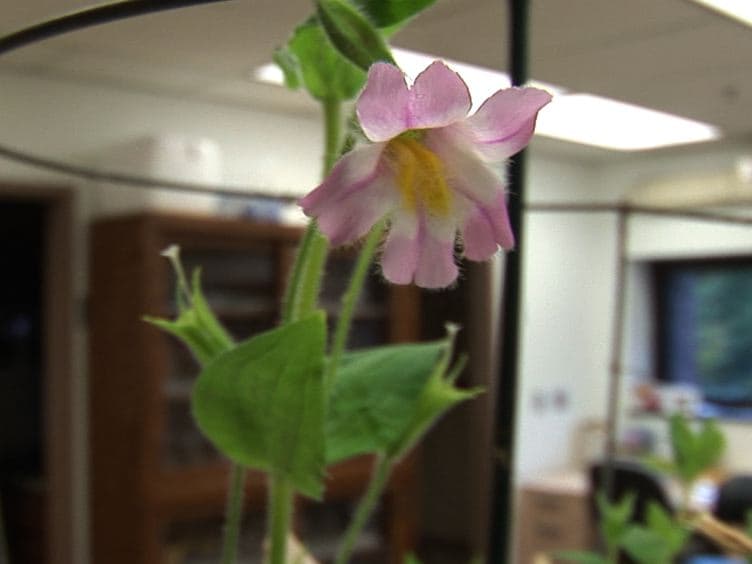 Identification of Olfactory Volatiles using Gas Chromatography-Multi-unit Recordings (GCMR) in the Insect Antennal Lobe