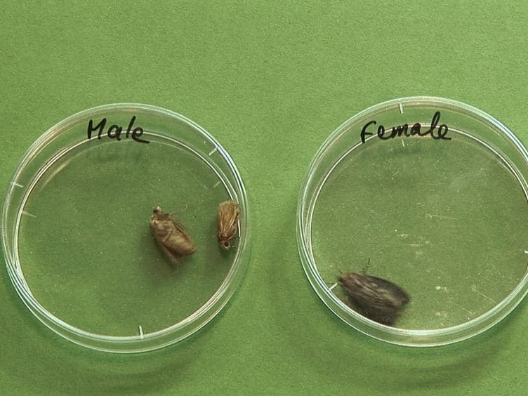 The Insect <em>Galleria mellonella</em> as a Powerful Infection Model to Investigate Bacterial Pathogenesis