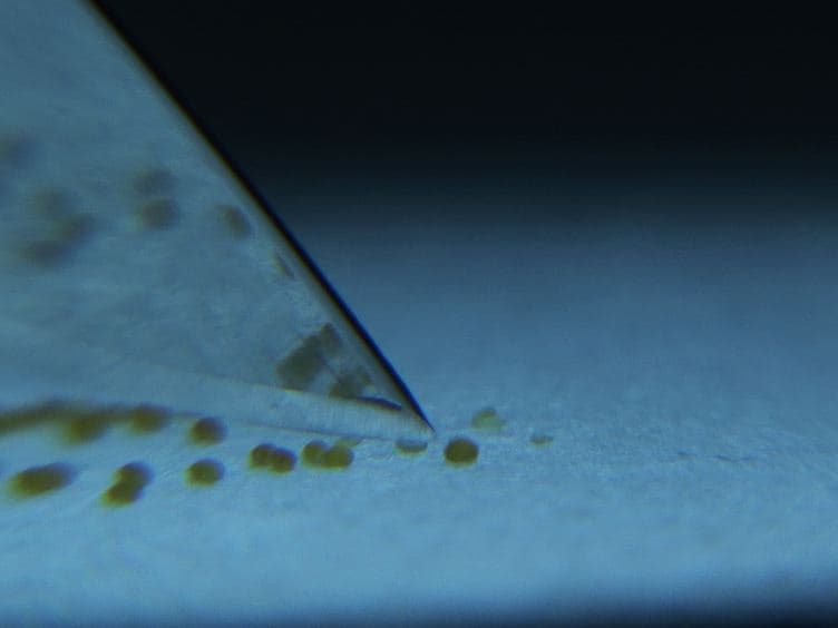 Long-term, High-resolution Confocal Time Lapse Imaging of Arabidopsis Cotyledon Epidermis during Germination
