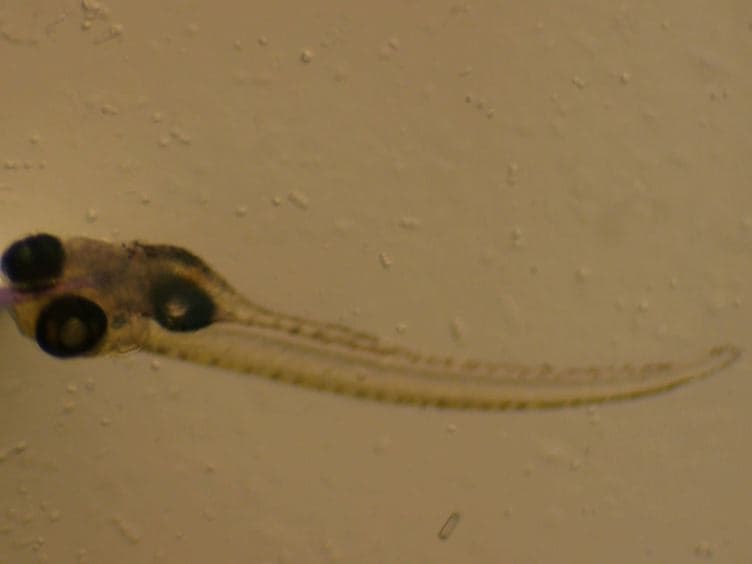Microgavage of Zebrafish Larvae