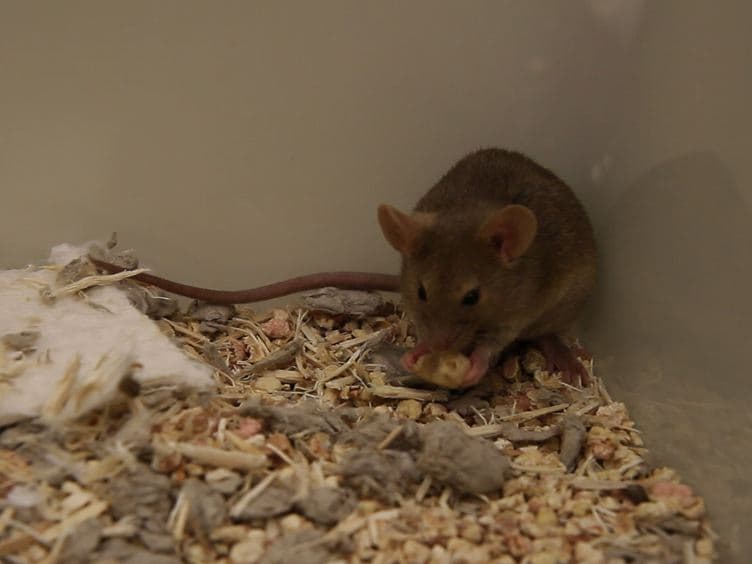 Intranasal Administration of CNS Therapeutics to Awake Mice