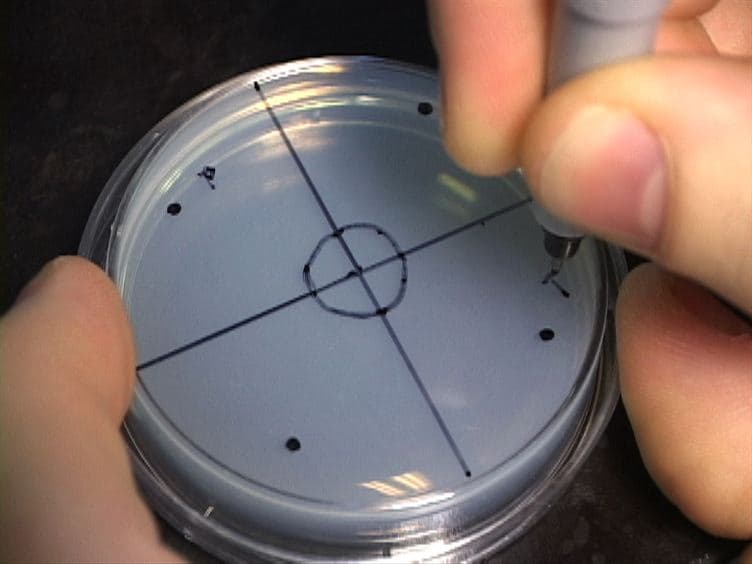 C. elegans Chemotaxis Assay