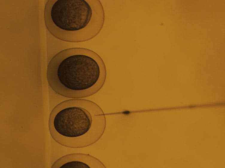 Screening for Melanoma Modifiers using a Zebrafish Autochthonous Tumor Model