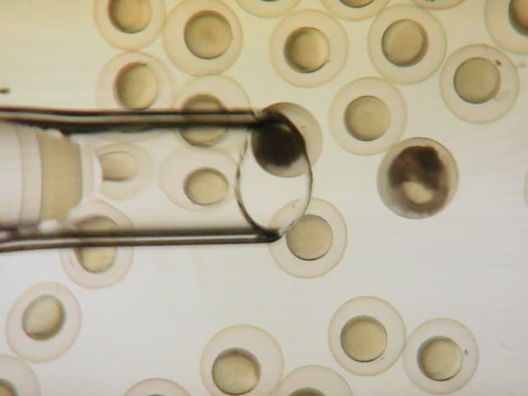 Gene Trapping Using Gal4 in Zebrafish