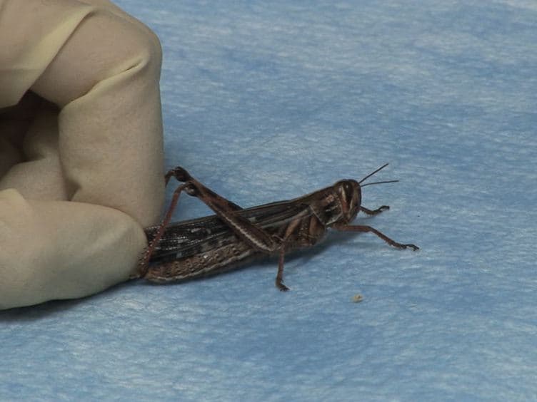 Multi-unit Recording Methods to Characterize Neural Activity in the Locust Schistocerca Americana Olfactory Circuits