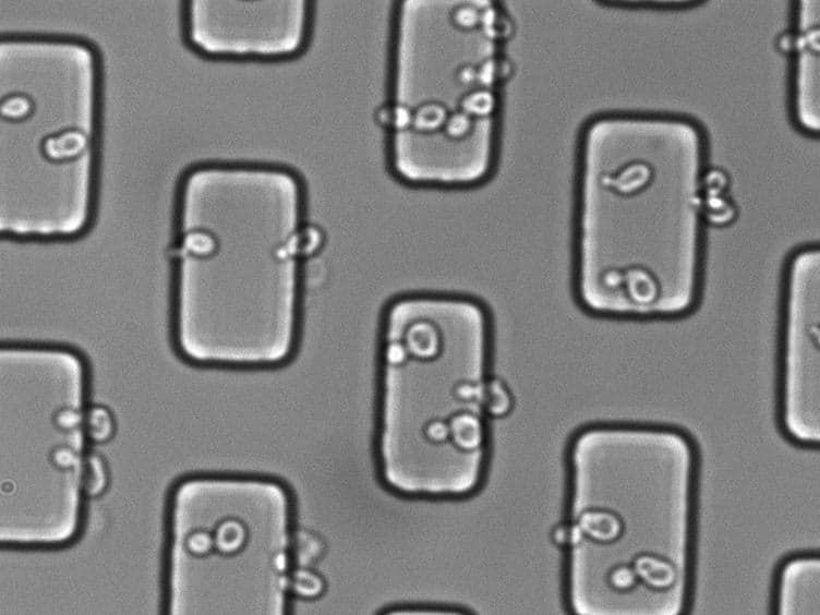 Continuous High-resolution Microscopic Observation of Replicative Aging in Budding Yeast