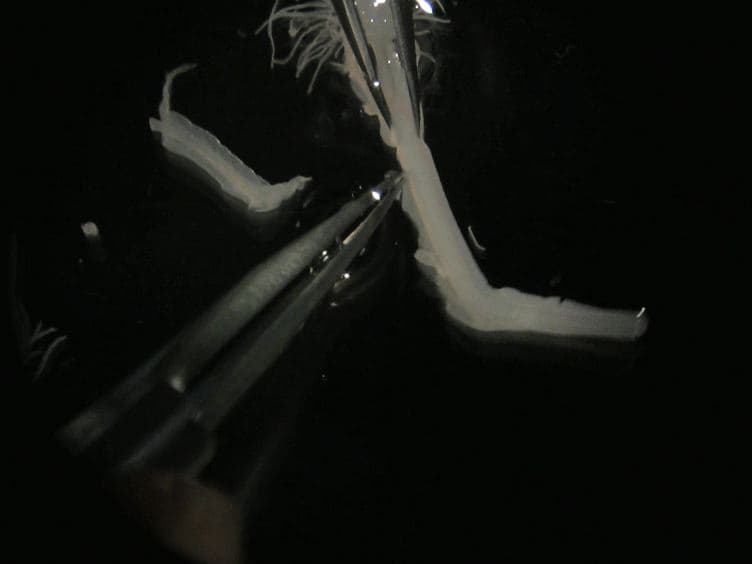 RNA In situ Hybridization in Whole Mount Embryos and Cell Histology Adapted for Marine Elasmobranchs