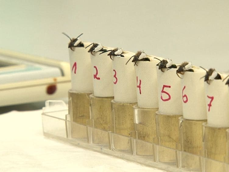 Tactile Conditioning And Movement Analysis Of Antennal Sampling Strategies In Honey Bees (Apis mellifera L.)