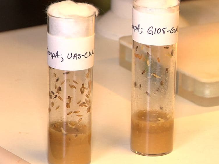 Optogenetic Stimulation of Escape Behavior in Drosophila melanogaster