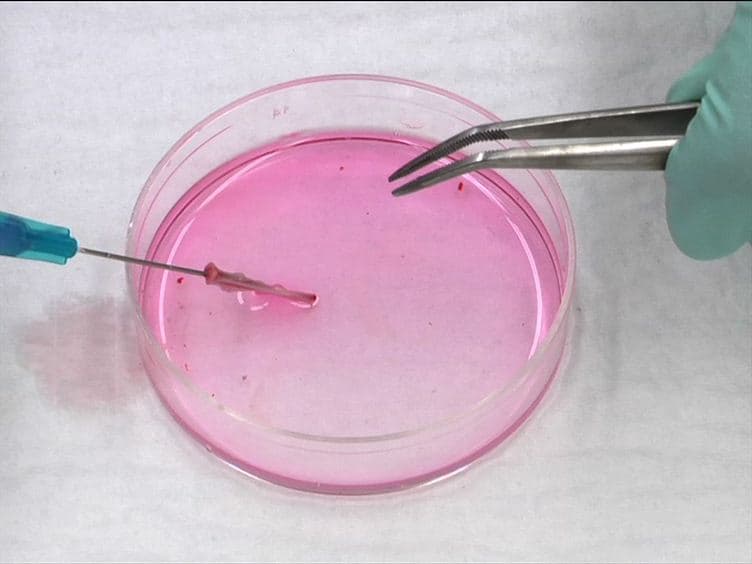 Using Quantitative Real-time PCR to Determine Donor Cell Engraftment in a Competitive Murine Bone Marrow Transplantation Model