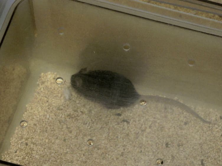 Mouse Short- and Long-term Locomotor Activity Analyzed by Video Tracking Software
