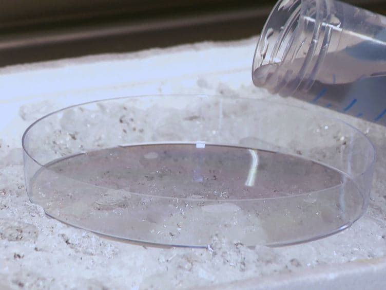 Culturing Primary Rat Inner Medullary Collecting Duct Cells