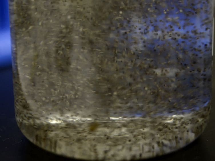 Production of Xenopus tropicalis Egg Extracts to Identify Microtubule-associated RNAs