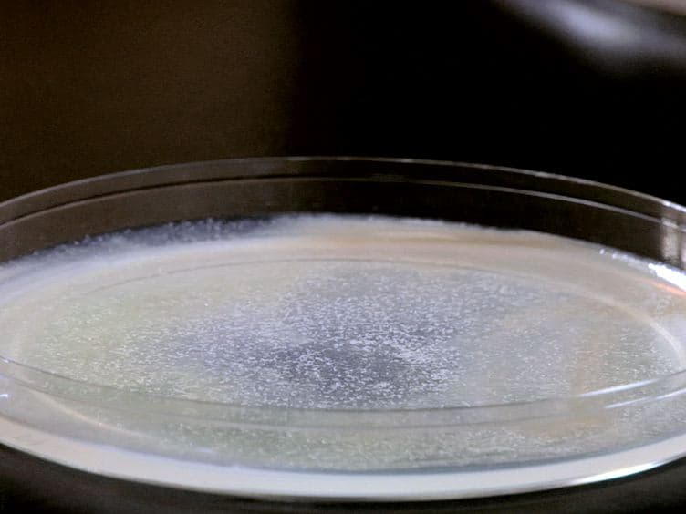 Prostaglandin Extraction and Analysis in <em>Caenorhabditis elegans</em>