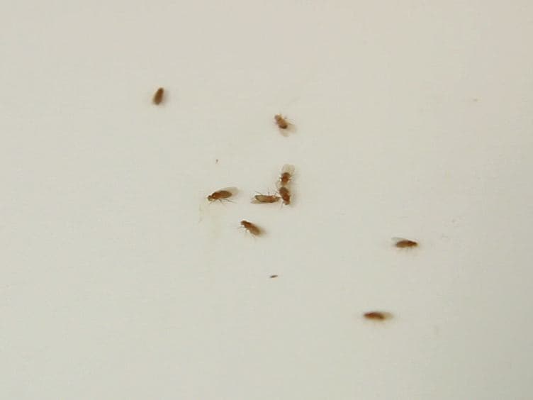 The Utility of Stage-specific Mid-to-late Drosophila Follicle Isolation