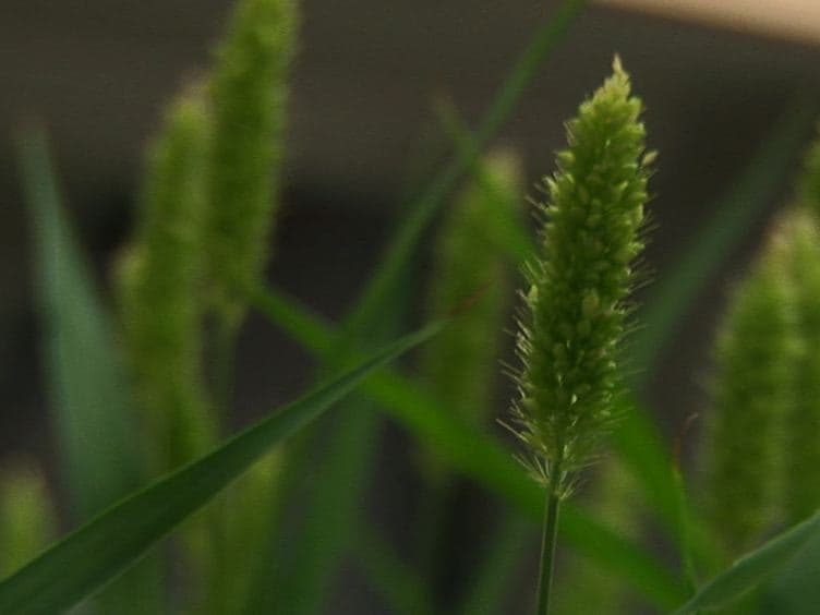 Methods for Performing Crosses in Setaria viridis, a New Model System for the Grasses