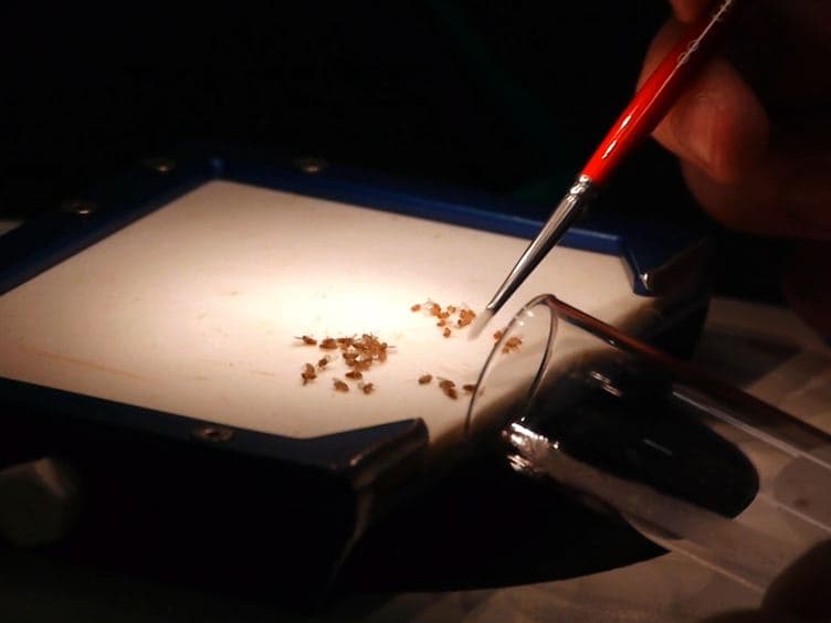 Assessing Differences in Sperm Competitive Ability in Drosophila
