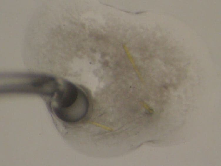 Improving the Success Rate of Protein Crystallization by Random Microseed Matrix Screening