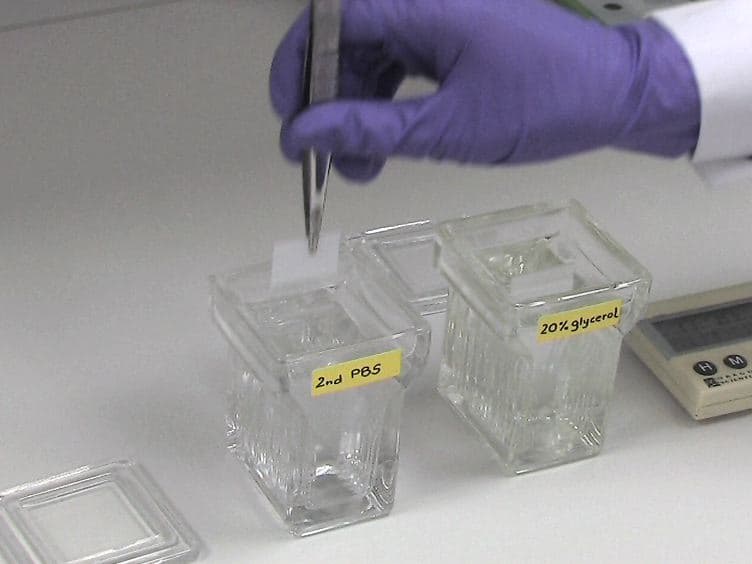 Robust 3D DNA FISH Using Directly Labeled Probes