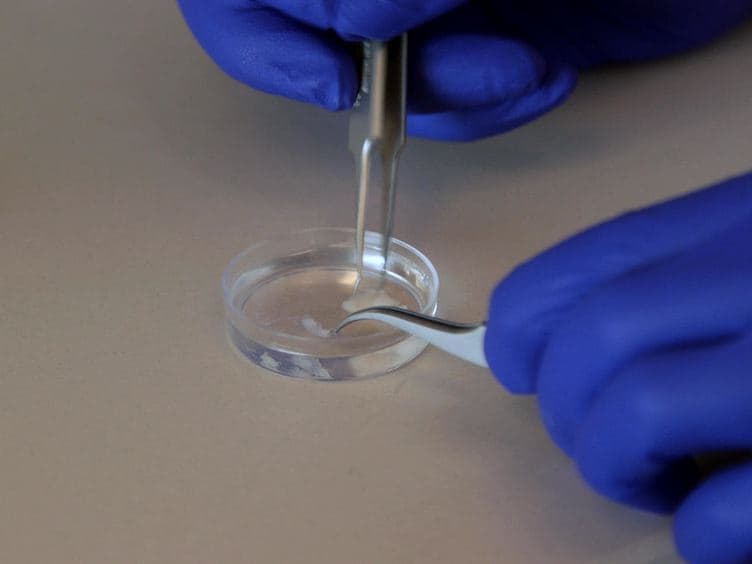 Separation of Spermatogenic Cell Types Using STA-PUT Velocity Sedimentation