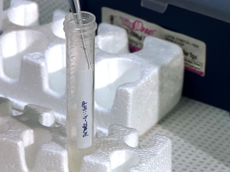 A Method for Culturing Embryonic <em>C. elegans</em> Cells