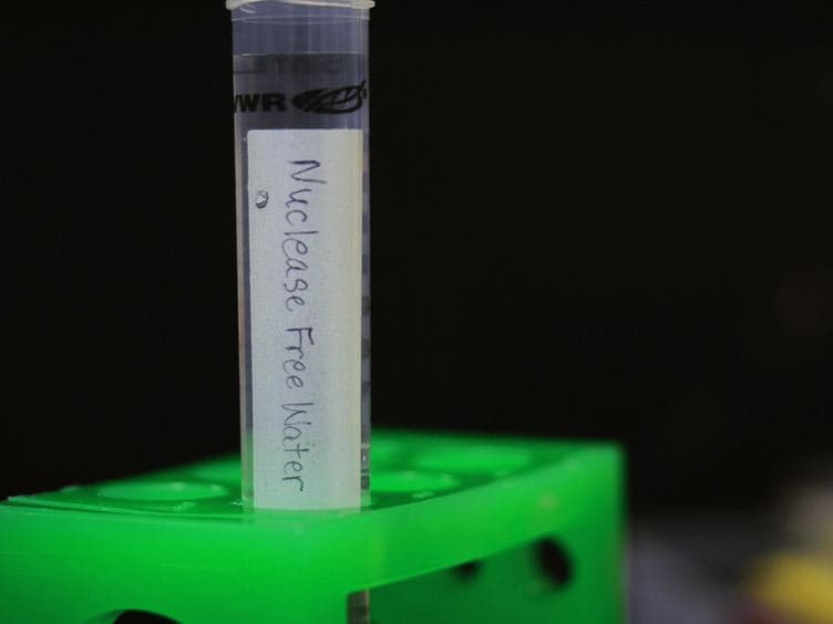 Quantification of the Respiratory Burst Response as an Indicator of Innate Immune Health in Zebrafish