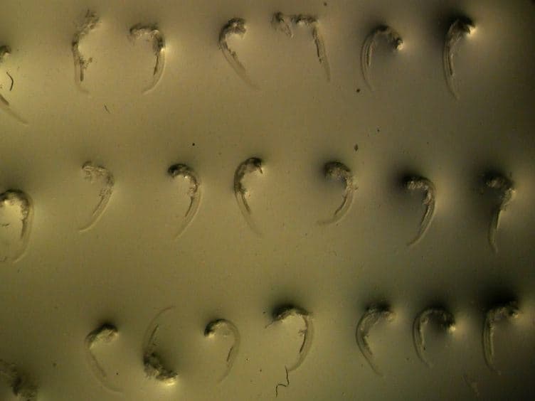 Dissection and Lateral Mounting of Zebrafish Embryos: Analysis of Spinal Cord Development