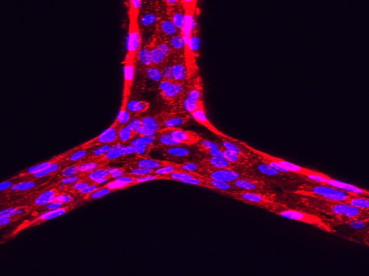 Procedure for the Development of Multi-depth Circular Cross-sectional Endothelialized Microchannels-on-a-chip