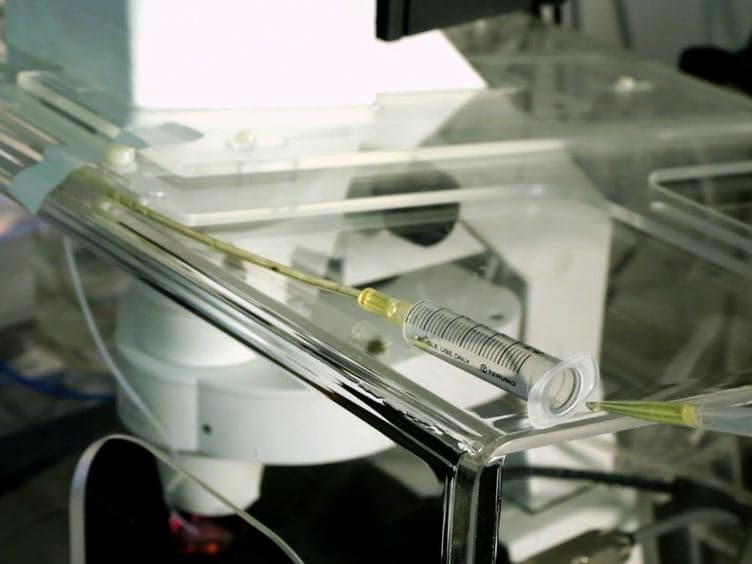 Use of pHluorin to Assess the Dynamics of Axon Guidance Receptors in Cell Culture and in the Chick Embryo