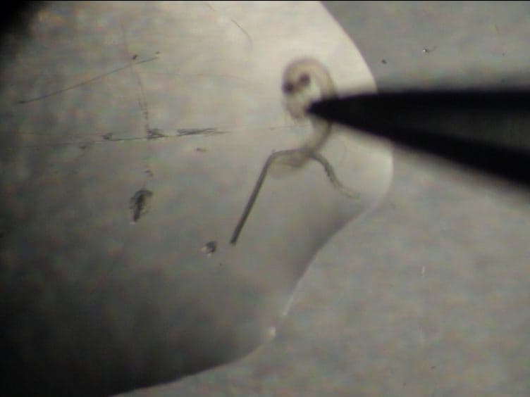 Imaging Centrosomes in Fly Testes