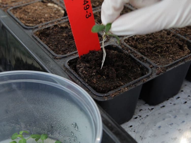 Agroinfiltration and PVX Agroinfection in Potato and Nicotiana benthamiana