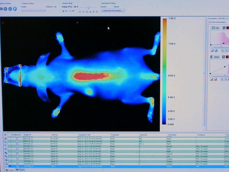 Imaging Denatured Collagen Strands In vivo and Ex vivo via Photo-triggered Hybridization of Caged Collagen Mimetic Peptides