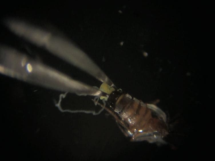 Cytological Analysis of Spermatogenesis: Live and Fixed Preparations of Drosophila Testes