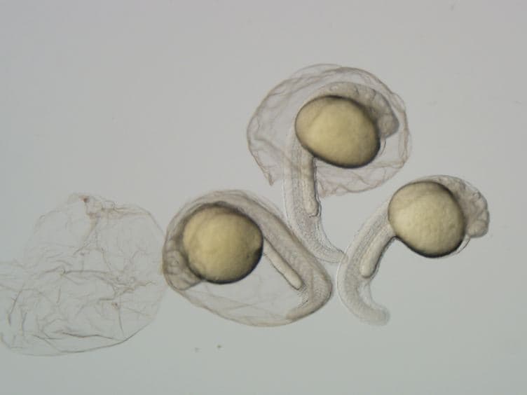 Analysis of Apoptosis in Zebrafish Embryos by Whole-mount Immunofluorescence to Detect Activated Caspase 3