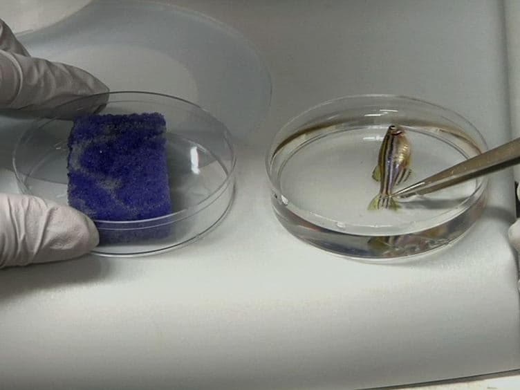 Electrophysiological Recording in the Brain of Intact Adult Zebrafish
