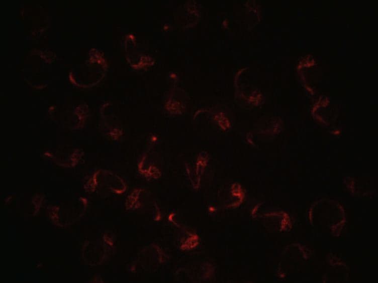 Multilayer Mounting for Long-term Light Sheet Microscopy of Zebrafish
