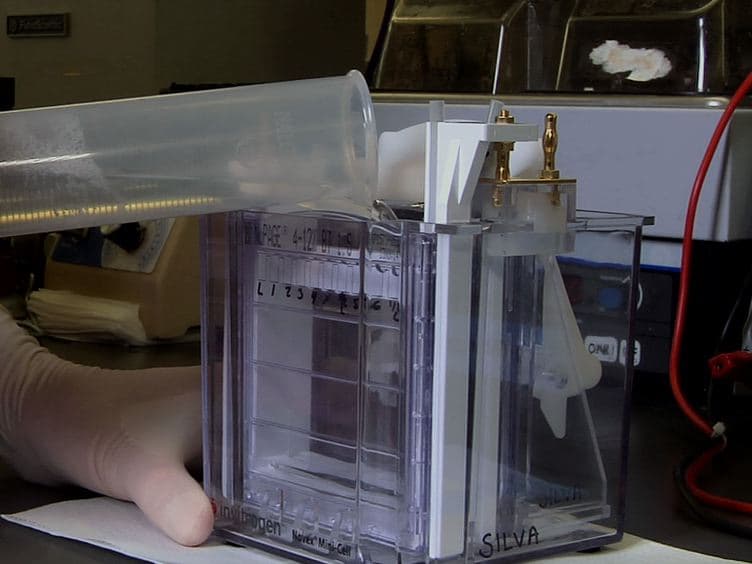 The Fastest Western in Town: A Contemporary Twist on the Classic Western Blot Analysis