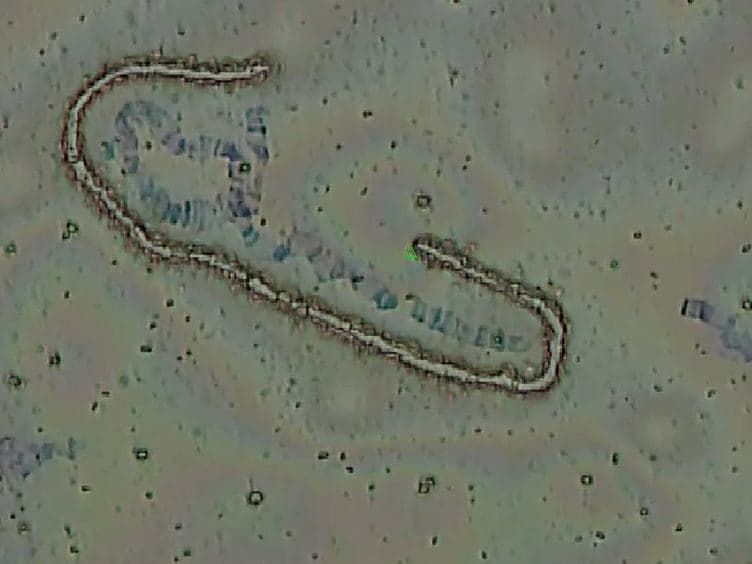2D and 3D Chromosome Painting in Malaria Mosquitoes