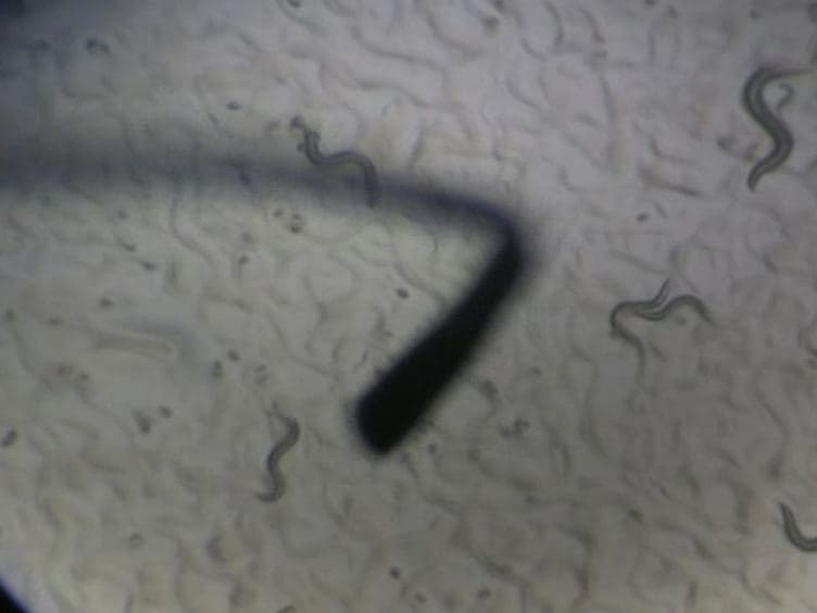 Measuring the Effects of Bacteria on <em>C. Elegans</em> Behavior Using an Egg Retention Assay