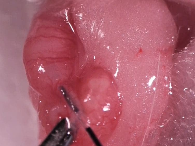 Utero-tubal Embryo Transfer and Vasectomy in the Mouse Model