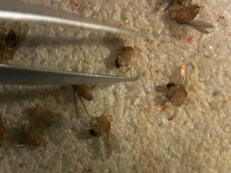 Testing Drosophila Olfaction with a Y-maze Assay