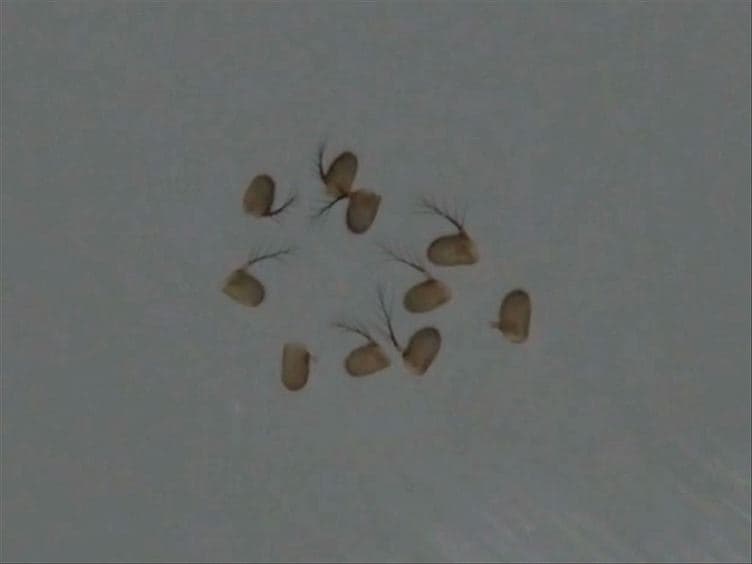 Whole Mount Immunolabeling of Olfactory Receptor Neurons in the <em>Drosophila</em> Antenna
