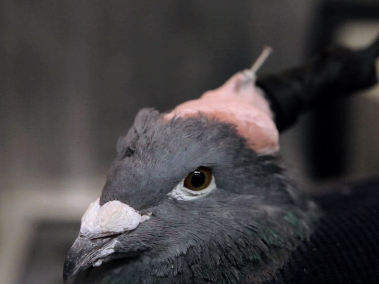 Recording Single Neurons' Action Potentials from Freely Moving Pigeons Across Three Stages of Learning
