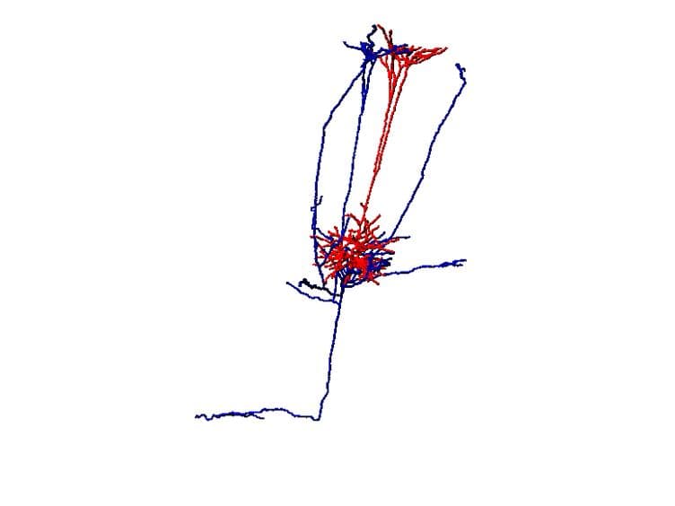 Juxtasomal Biocytin Labeling to Study the Structure-function Relationship of Individual Cortical Neurons