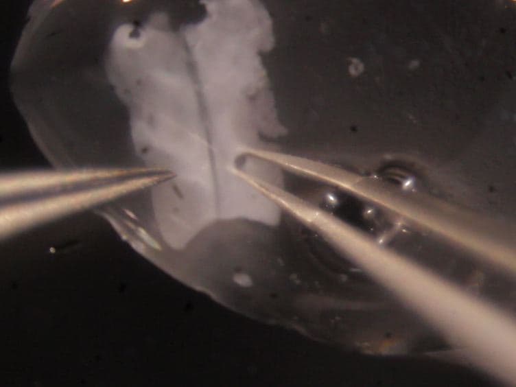 Mouse Hindbrain Ex Vivo Culture to Study Facial Branchiomotor Neuron Migration